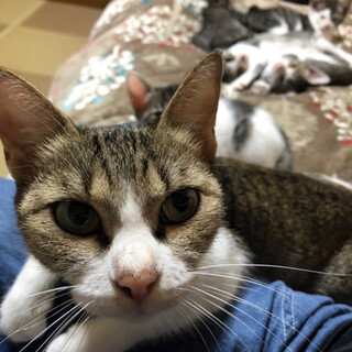親子猫の里親募集です