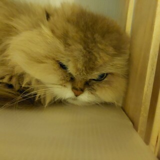 【ヴェレダ】おかげさまで里親様が決まりました。