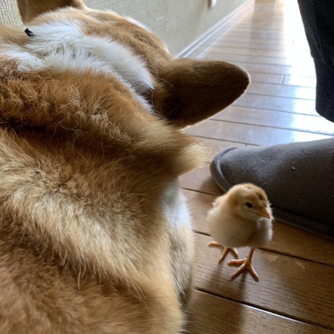 Tom太郎のカバー写真