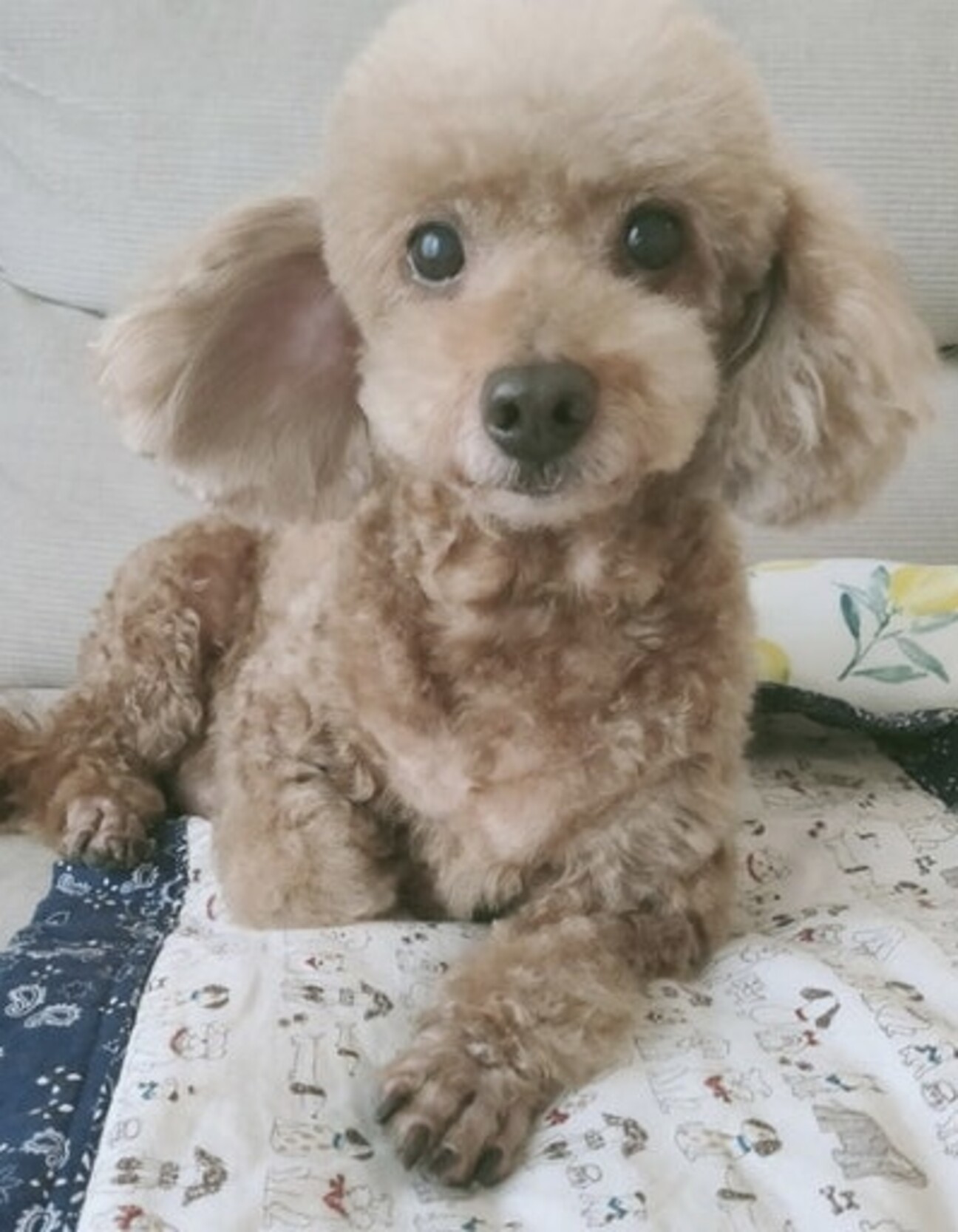 トイプードル シンバ 東京都 犬の里親募集 ペットのおうち 月間利用者150万人