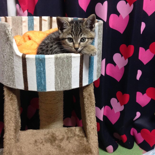 ミーコハナコハルのカバー写真