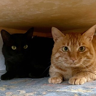 【お見合い随時】大きな猫ちゃんてイイ！仲良し兄弟