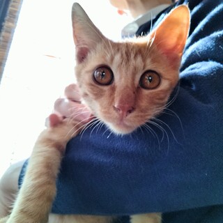 先住猫犬ok　茶トラ３か月♂スレンダー 人懐っこい