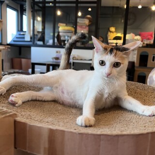 超おてんば娘『マヌカ』