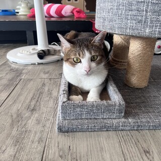 大きな丸い子『まるみ』ﾁｬﾝ