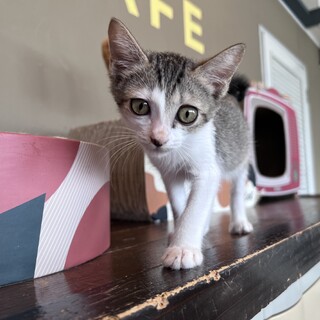 いつまでもバブ気分『はにころ』