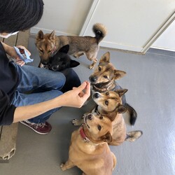 保護犬猫の譲渡会 in せとうちドッグパーク 