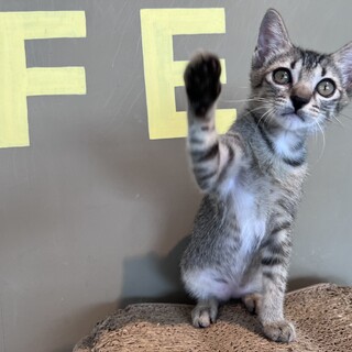 とにかく駆け抜ける『まるころ』