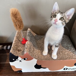 頭脳派タイプ『もちころ』