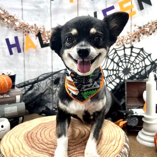 チワックス　推定7歳　心臓外病手術済み