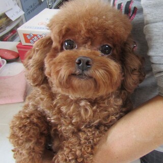 里親様が決まりました。