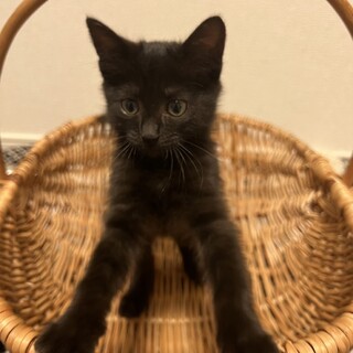 中毛の可愛い黒猫