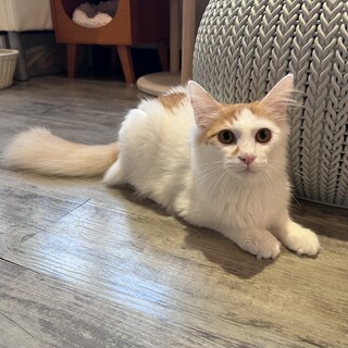 甘えん坊ーぃ『ミッツ』