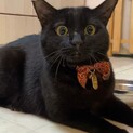 【スリゴロ甘えんぼ】黒猫男の子です！