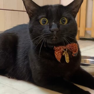 【スリゴロ甘えんぼ】黒猫男の子です！