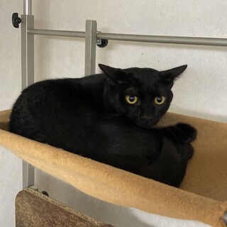 募集停止。ウーちゃんです