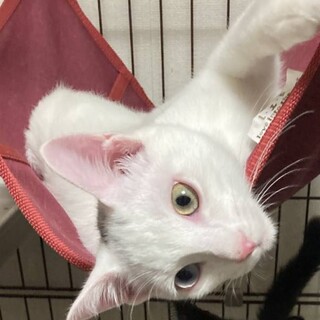 オッドアイの肩乗り猫【譲渡会参加】