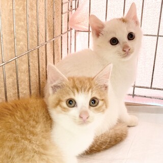 茶白兄弟　10/30Terra里親会に参加❣️