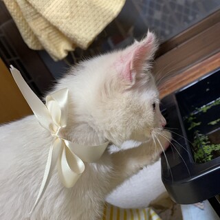見つからないと今週中に捨てられます助けてください！