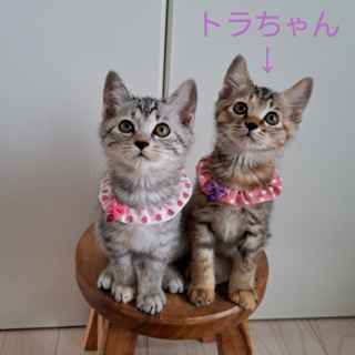 トラちゃん(生後約2ヶ月)