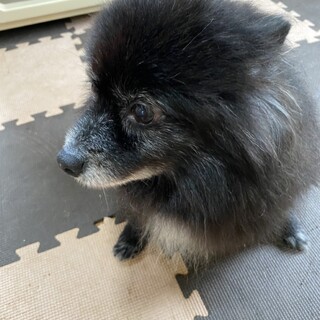 ポメラニアン黒。女の子。元気いっぱいです