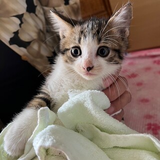 可愛い〰兄妹　キジ白