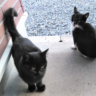 生後2ヶ月の子猫です