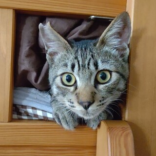 わんぱく元気食欲でモリモリ男子のツバメ君