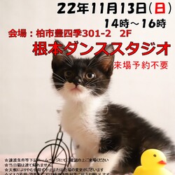 【柏市】11/13(日)根本ダンススタジオ保護猫譲渡会 サムネイル1