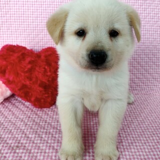 保健所からレスキュー♀あおいちゃん