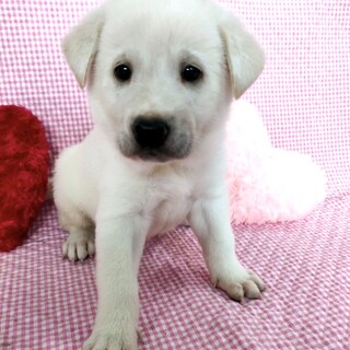 保健所からレスキュー♂キイくん