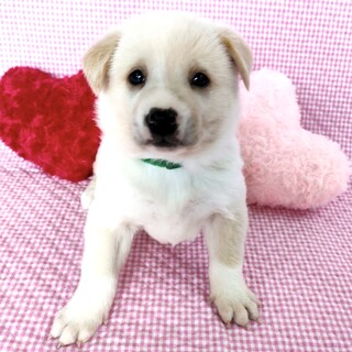 保健所からレスキューした子犬♂ミドリ