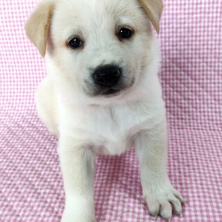 保健所からレスキューした子犬♂オレンジ