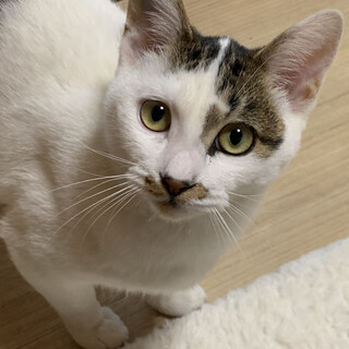 1歳8ヶ月ほどの猫の里親様募集