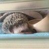 ちゅりくん