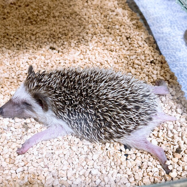 ちゅりくんのカバー写真