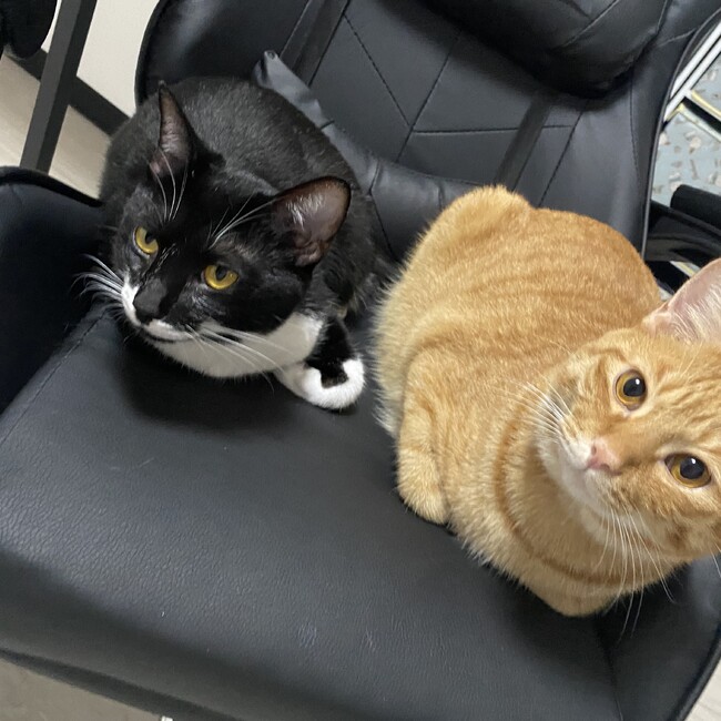 あやなんなんのカバー写真