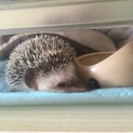 ハリネズミ2匹♂※一緒に受け取れる方のみ