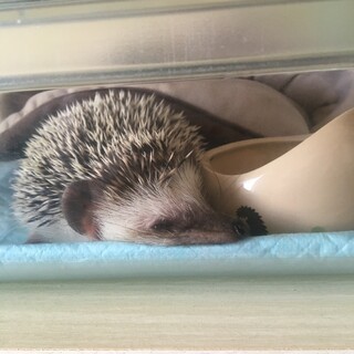 ハリネズミ2匹♂※一緒に受け取れる方のみ