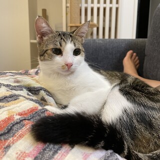 運動神経抜群の女の子の里親募集します☆