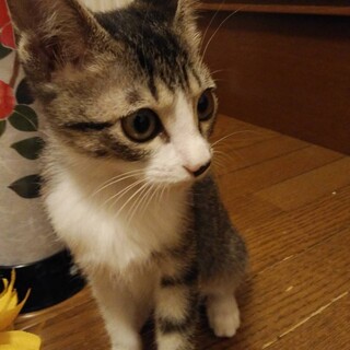 キジ白のあおいちゃん里親さん募集一時停止