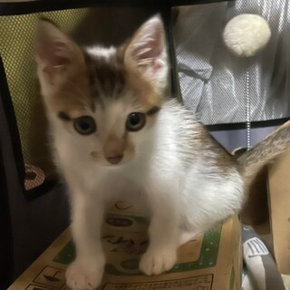 エイズ陽性だけど、とっても元気で甘えん坊