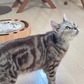 なでなで大好き❤️アメショのマリーちゃん