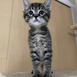 キジトラ、2か月、男の子、ユズ。