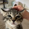 キジトラ、2か月、男の子、ユズ。 サムネイル5