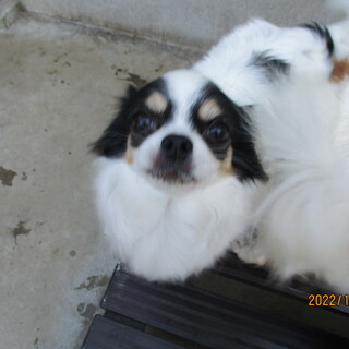 チワワの里親募集❢❢