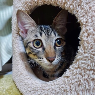 くりくりお目目の甘えん坊や♡【さつき】