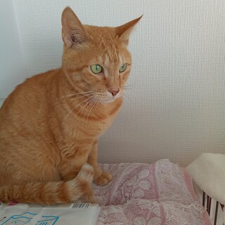 おとなしいチャトラ茶々丸くんです。