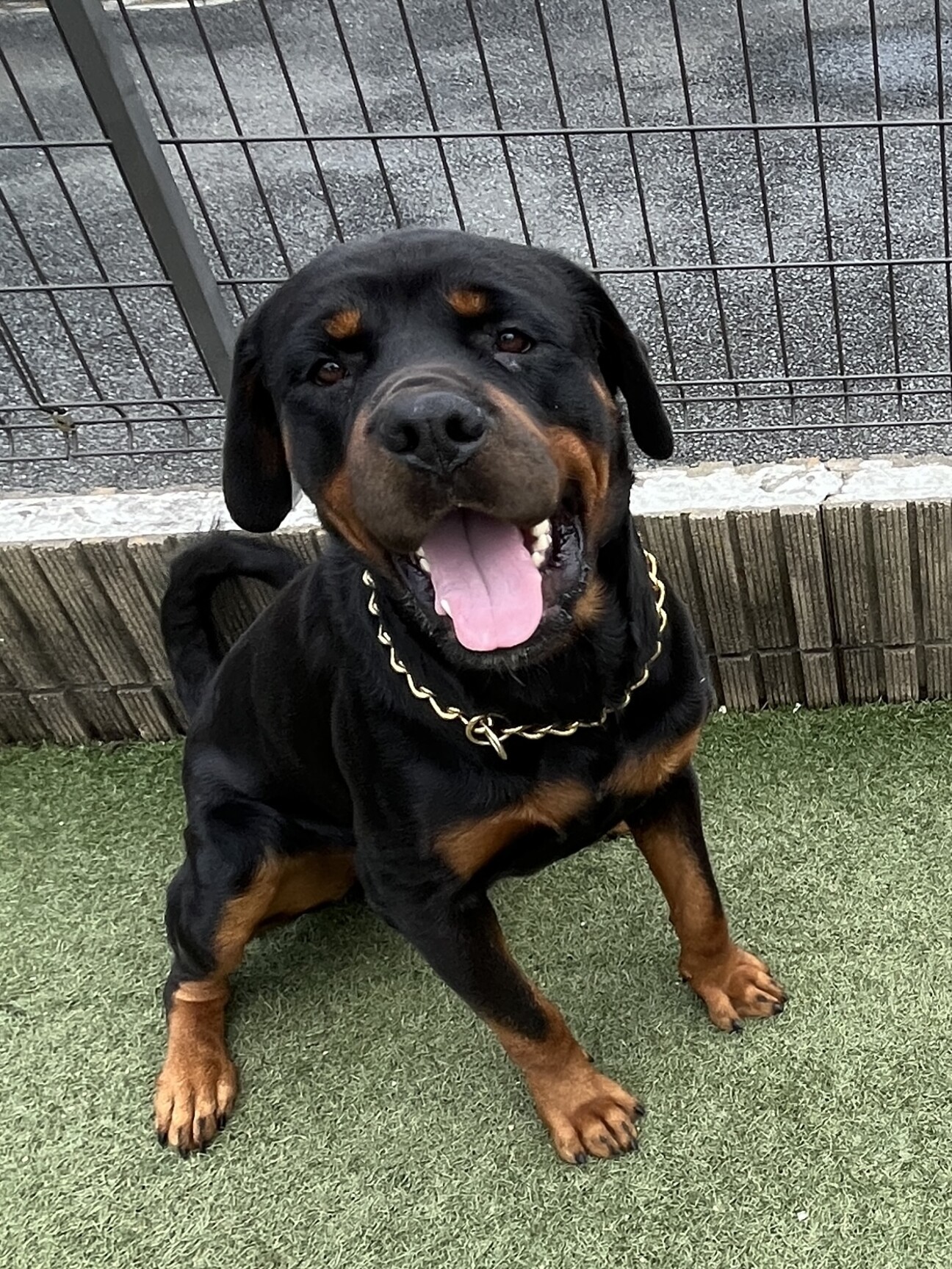 ロットワイラー リク くん 千葉県 犬の里親募集 ペットのおうち 月間利用者150万人