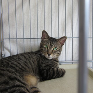 のんびりおっとりキジトラです。